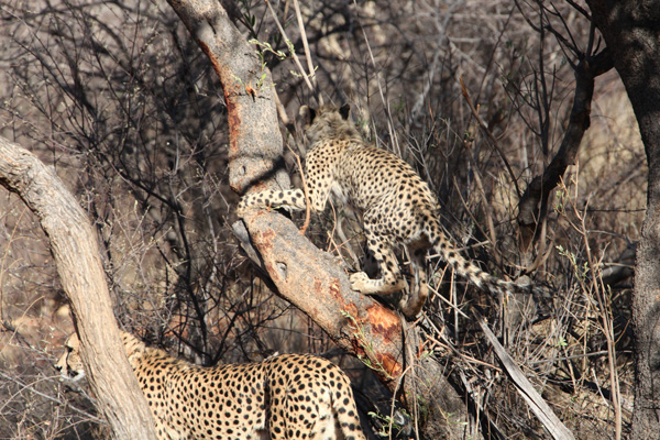 Cub in Tree